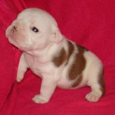 фото бульдога