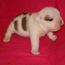 фото бульдога