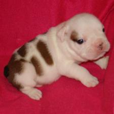 фото бульдога