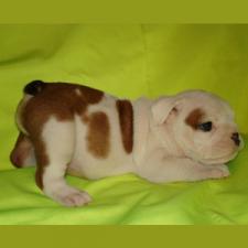 фото бульдога