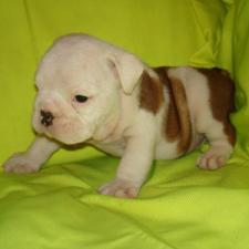 фото бульдога