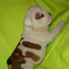 фото бульдога