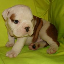 фото бульдога