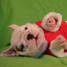 фото бульдога