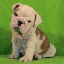 фото бульдога