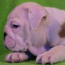 фото бульдога