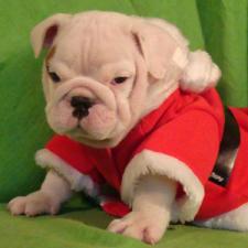 фото бульдога