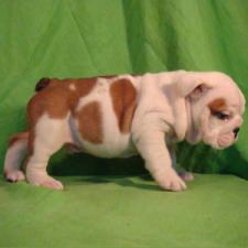 фото бульдога