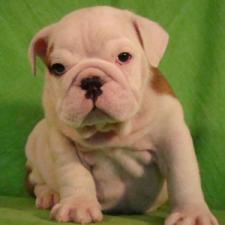 фото бульдога