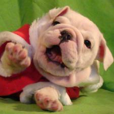 фото бульдога