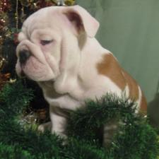 фото бульдога