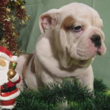 фото бульдога