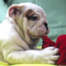 фото бульдога