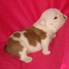 фото бульдога