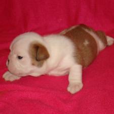 фото бульдога