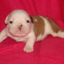 фото бульдога