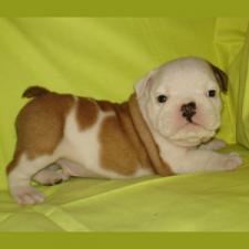 фото бульдога