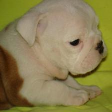 фото бульдога