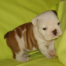 фото бульдога