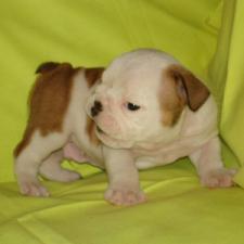 фото бульдога