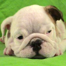 фото бульдога