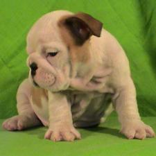 фото бульдога