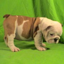 фото бульдога