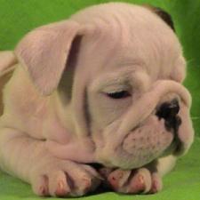 фото бульдога