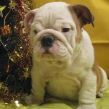 фото бульдога