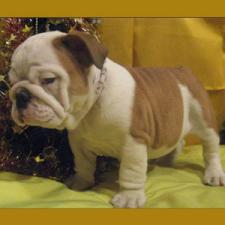 фото бульдога