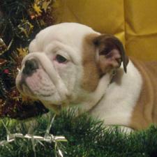 фото бульдога