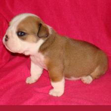 фото бульдога