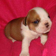 фото бульдога