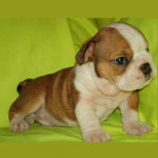 фото бульдога