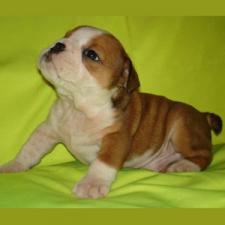 фото бульдога