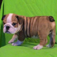 фото бульдога