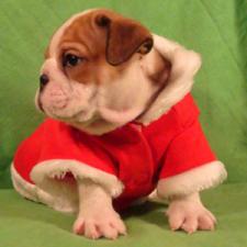 фото бульдога