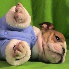 фото бульдога