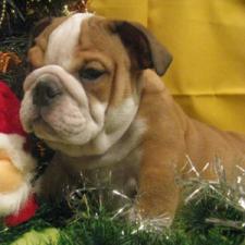 фото бульдога