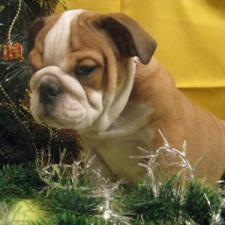 фото бульдога