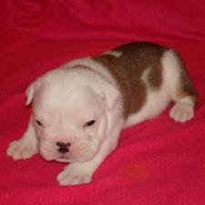 фото бульдога