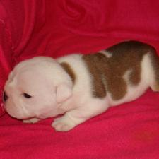 фото бульдога