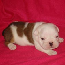 фото бульдога