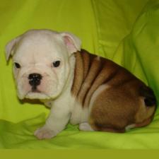 фото бульдога