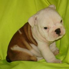 фото бульдога