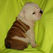 фото бульдога