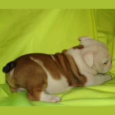 фото бульдога