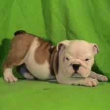 фото бульдога