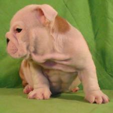 фото бульдога