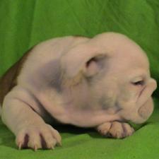 фото бульдога